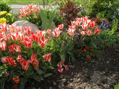 tulip6699981.jpg
