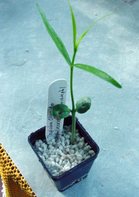 Trop Oleander 200207.jpg