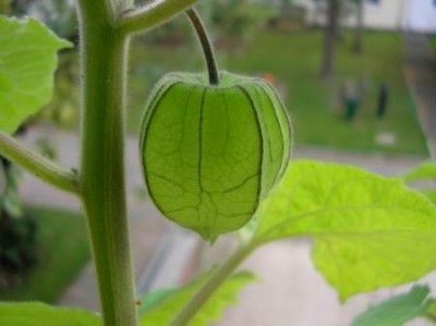 Physalis peruviana.jpg