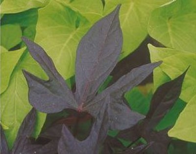 ipomoea `Blacky` 'Marguerite'.jpg