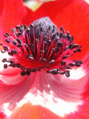 redanemone1.jpg