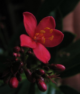 01.05.2008 Blüte Jatropha integerrima.jpg