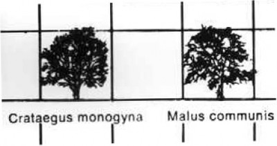 Baumgrößen4.jpg