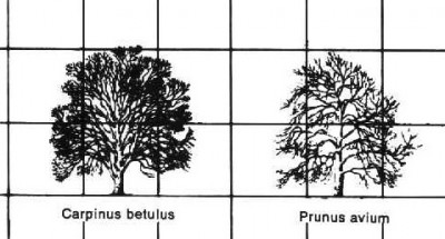 Laub2.jpg