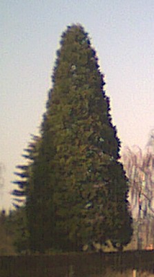 Sequoia giganteum.jpg