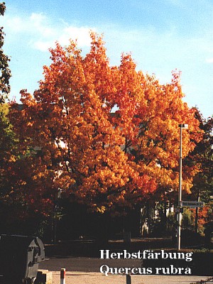 Quercus rubra.jpg