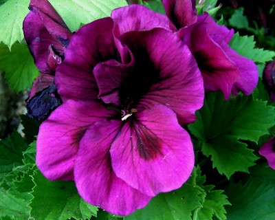 das hellste Pelargonium w.jpg