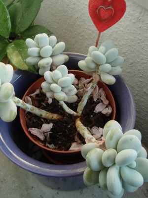 pachyphytum klein.jpg