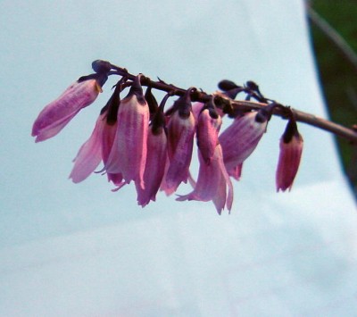 weiße Forsythie rosa Blüten.jpg