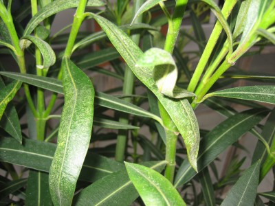 Oleander1.JPG