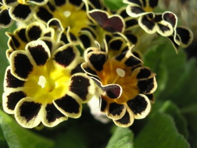 Primula Gold laced.JPG