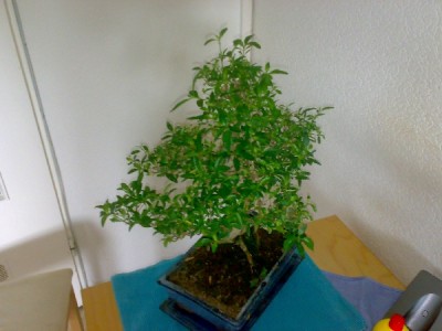 Bonsai1.jpg