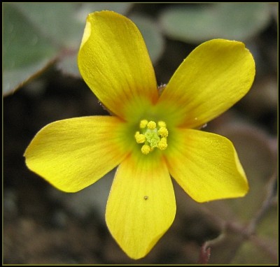 Hornfrüchtiger Sauerklee Blüte gelb - Oxalis corniculata.JPG