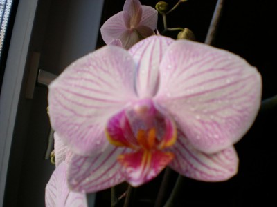 Orchidee2.jpg