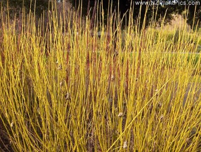 cornus_stolonifera_flaviramea_small_06.jpg