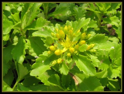 Sedum floriferum.JPG