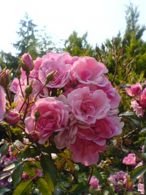 rosa rose (3).JPG