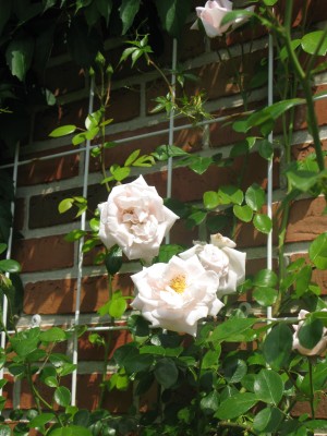 weiß'rosa Kletterose (10).JPG