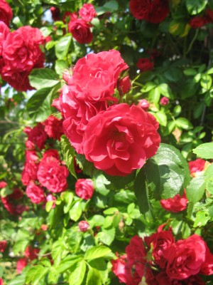 dunklerote Rose (2).JPG