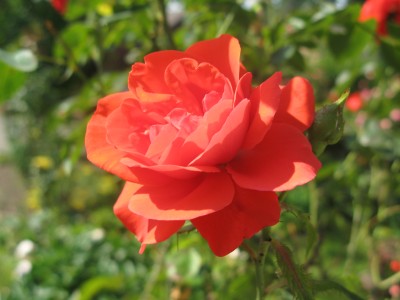 hellrote Rose.JPG