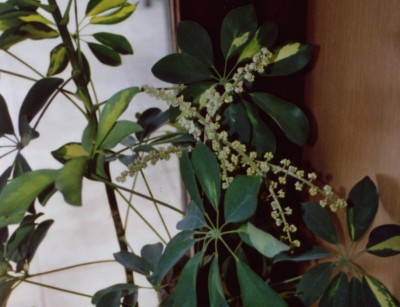 Schefflera arboricola.jpg