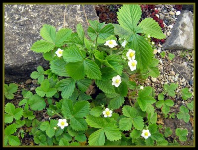 wilde Erdbeeren....JPG