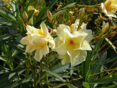 Oleander-gelb1.jpg