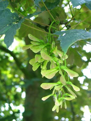 Acer pseudoplatanus-Frucht.jpg