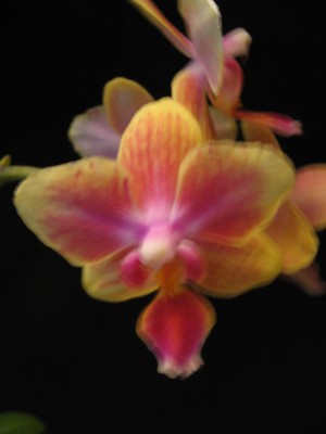 orchiedee 008.jpg