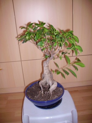 Bonsai mit Trieb.jpg