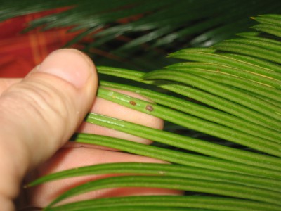 Palmfarn 002.jpg