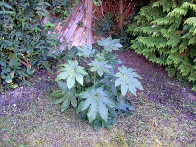 Fatsia japonica 09.09.07.JPG