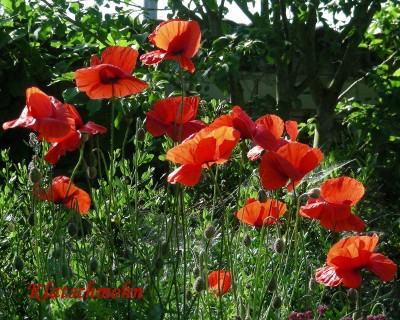 Klatschmohn w.jpg