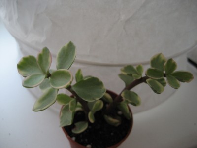 crassula weiß.JPG