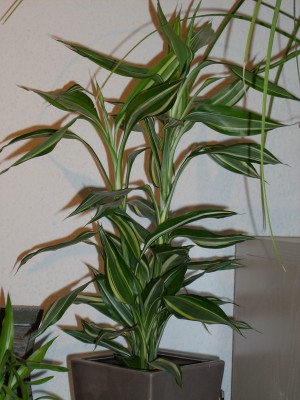 Dracaena fragrans 'Lemon Line'.JPG