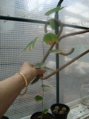 Bauhinia variegata.JPG