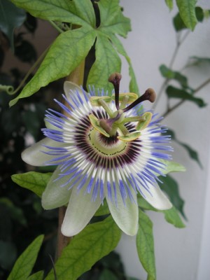 caeruleablüte.JPG