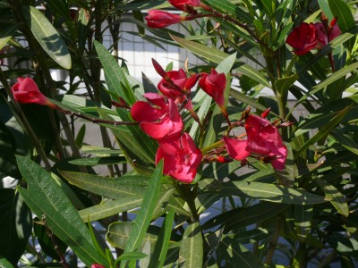Oleander pink.jpg