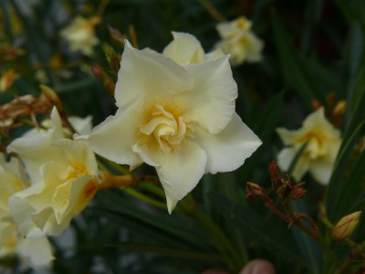 Oleander gelb.jpg