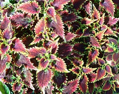 coleus_arten_buntnessel_ziernessel.jpg