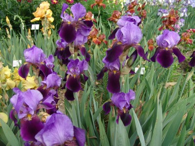 Iris barbata-elatior Nightfall (2).JPG