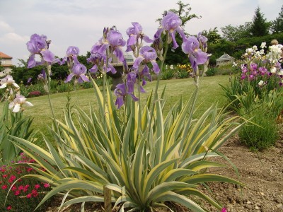 Iris pallida Variegata3.JPG