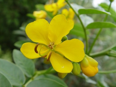 gelb1-cassia.jpg