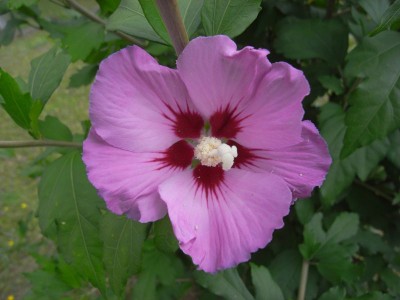 Hibiskus-Blüte.jpg