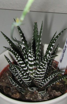 Haworthia 4.JPG