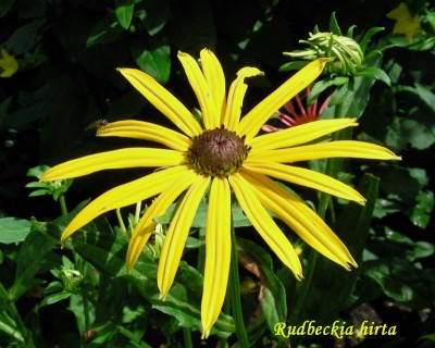 Rudbeckia hirta w.jpg