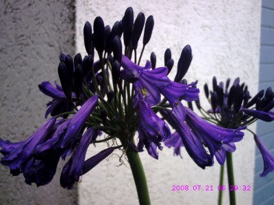 Agapanthus Blüten Detail.JPG