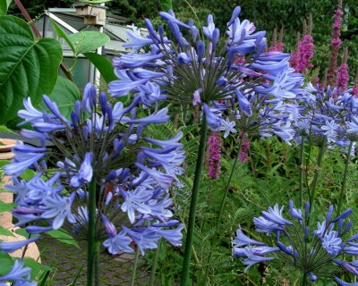 blaue Agaphanthus w.jpg