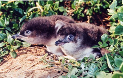 Little Penguin chicks.JPG