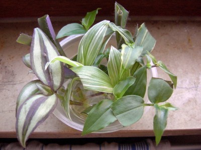 Tradescantien von Jondalar.JPG